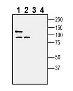 LRRC33 (extracellular) Antibody in Western Blot (WB)