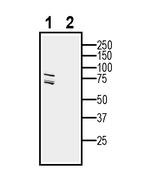 LRRC33 (extracellular) Antibody in Western Blot (WB)