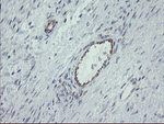 ALX4 Antibody in Immunohistochemistry (Paraffin) (IHC (P))