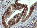 ALX4 Antibody in Immunohistochemistry (Paraffin) (IHC (P))