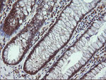 ALX4 Antibody in Immunohistochemistry (Paraffin) (IHC (P))
