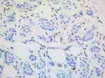 ALX4 Antibody in Immunohistochemistry (Paraffin) (IHC (P))