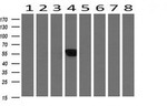 ALX4 Antibody in Western Blot (WB)