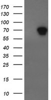 ALX4 Antibody in Western Blot (WB)