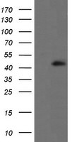 ALX4 Antibody in Western Blot (WB)