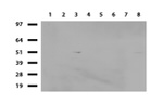 ALX4 Antibody in Western Blot (WB)
