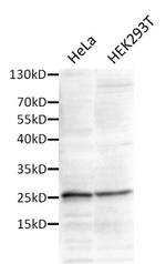 ALY Antibody in Western Blot (WB)