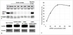 beta Actin Antibody in Western Blot (WB)