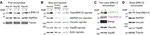 beta Actin Antibody in Western Blot (WB)