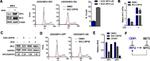 beta Actin Antibody in Western Blot (WB)