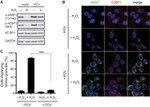 GAPDH Antibody in Western Blot (WB)