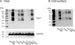 GAPDH Antibody in Western Blot (WB)