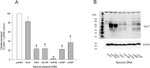 GAPDH Antibody in Western Blot (WB)