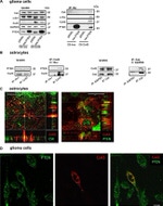 GAPDH Antibody in Western Blot (WB)