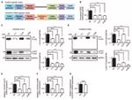 GAPDH Antibody in Western Blot (WB)