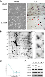 GAPDH Antibody in Western Blot (WB)