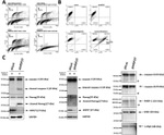 GAPDH Antibody in Western Blot (WB)