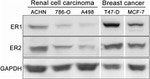 GAPDH Antibody in Western Blot (WB)