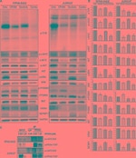 GAPDH Antibody in Western Blot (WB)