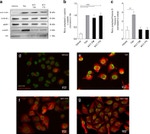 GAPDH Antibody in Western Blot (WB)