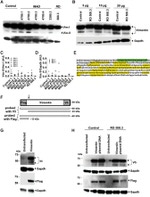 GAPDH Antibody in Western Blot (WB)