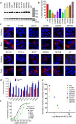 GAPDH Antibody in Western Blot (WB)
