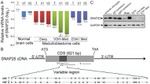 GAPDH Antibody in Western Blot (WB)
