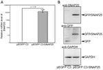 GAPDH Antibody in Western Blot (WB)