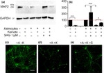 GAPDH Antibody in Western Blot (WB)