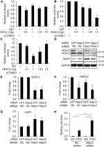 GAPDH Antibody in Western Blot (WB)