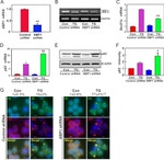 beta Actin Antibody in Western Blot (WB)