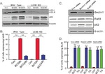 beta Actin Antibody in Western Blot (WB)