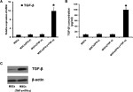 beta Actin Antibody in Western Blot (WB)