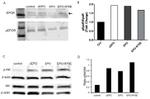 beta Actin Antibody in Western Blot (WB)