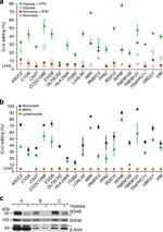 beta Actin Antibody in Western Blot (WB)