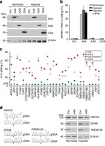 beta Actin Antibody in Western Blot (WB)