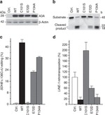 beta Actin Antibody in Western Blot (WB)