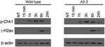 beta Actin Antibody in Western Blot (WB)