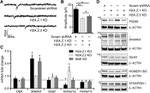 beta Actin Antibody in Western Blot (WB)