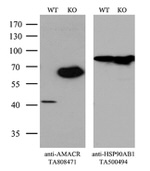 AMACR Antibody in Western Blot (WB)