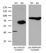 AMACR Antibody in Western Blot (WB)