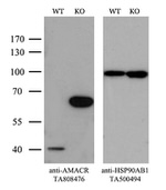 AMACR Antibody in Western Blot (WB)