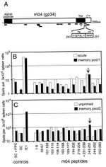 IFN gamma Antibody in ELISA (ELISA)