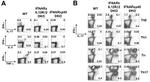 IFN gamma Antibody in Flow Cytometry (Flow)
