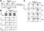 IFN gamma Antibody in Flow Cytometry (Flow)