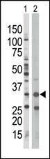 AMPK beta-1 Antibody in Western Blot (WB)