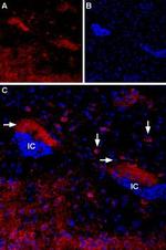 CHRM4 Antibody in Immunohistochemistry (IHC)