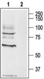 CHRM3 Antibody in Western Blot (WB)