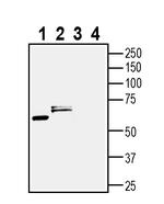 CHRM3 Antibody in Western Blot (WB)