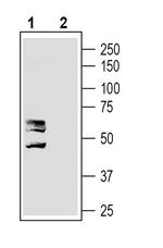 MRGPRD (GPCR TGR7) Antibody in Western Blot (WB)